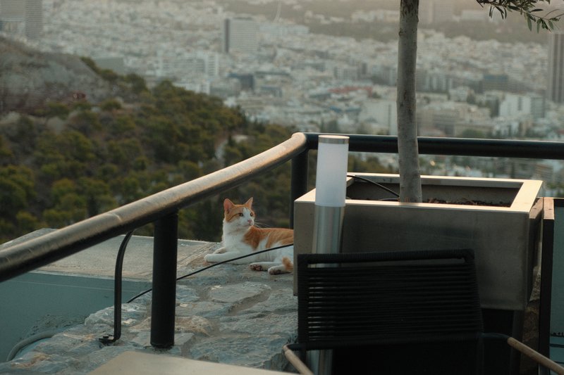 Gato en Lycabettus con vista a Atenas