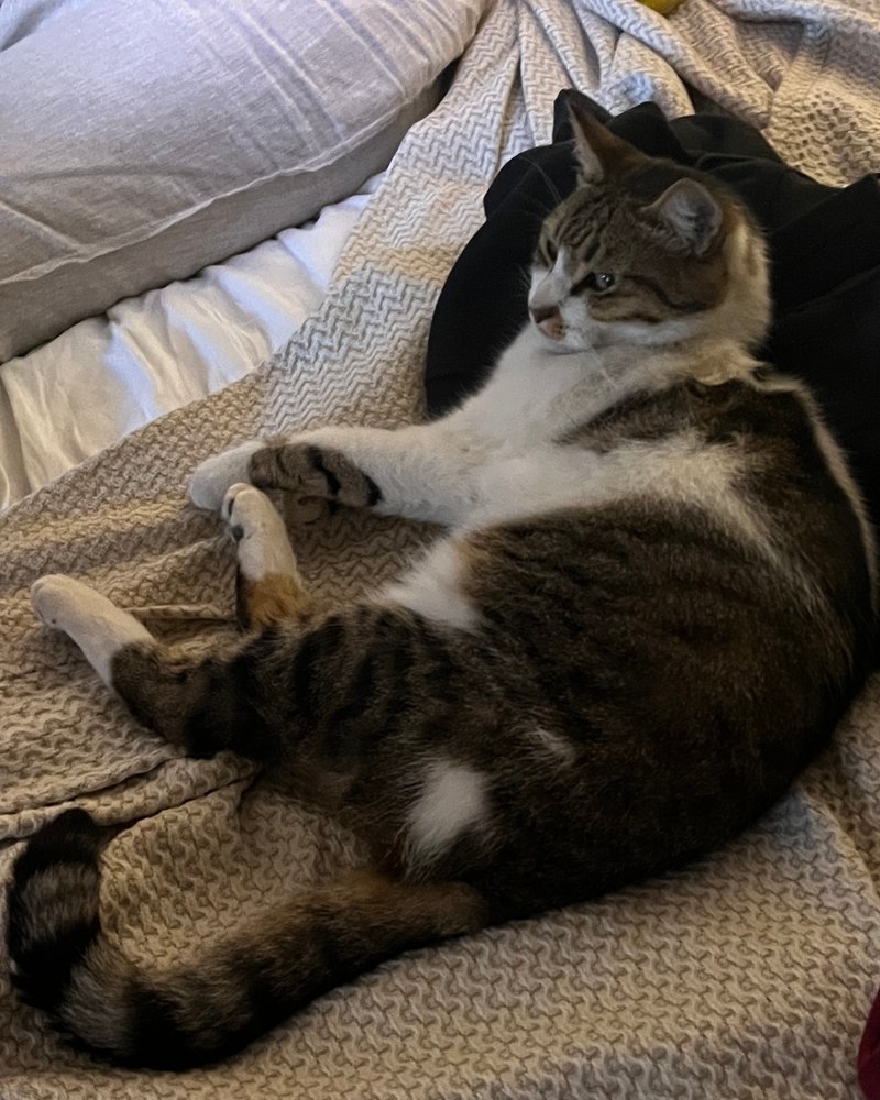 El gato que se quedó