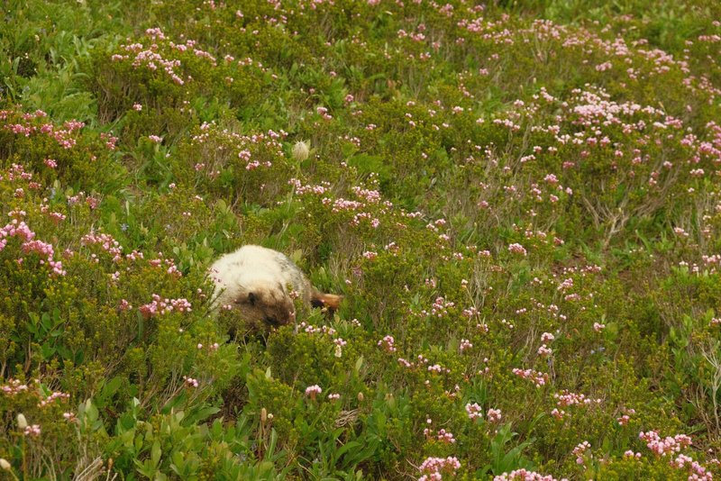 Marmota en las flores